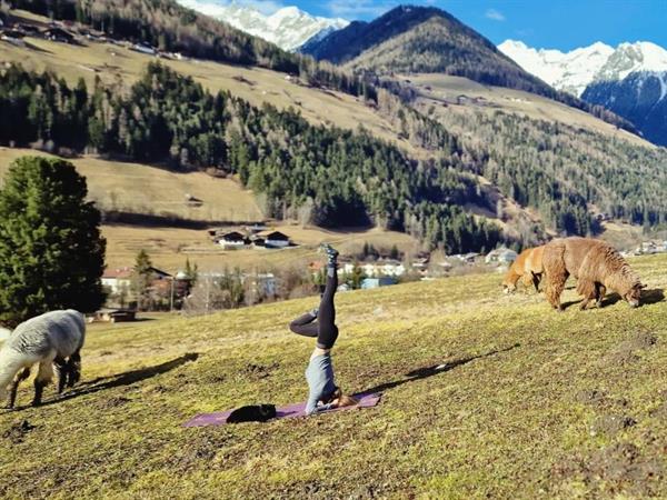 Foto für Lama trifft Yoga